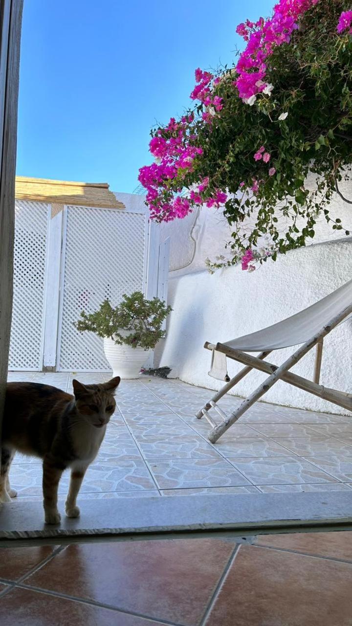 Pensjonat Palm Tree Hill Oía Zewnętrze zdjęcie